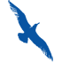Cape Air logo