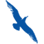 Cape Air logo